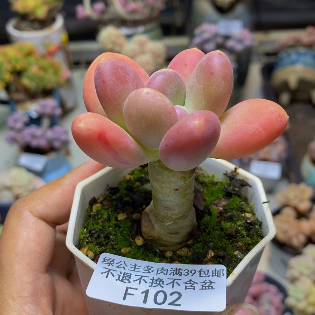 102金蟾多肉肉5cm