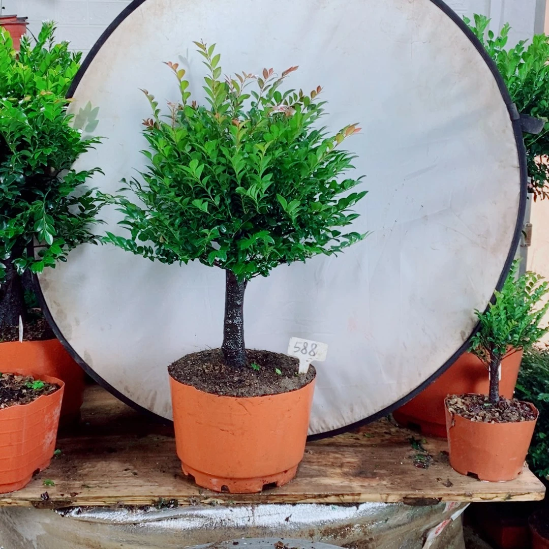 只****完全开放588编号紫檀