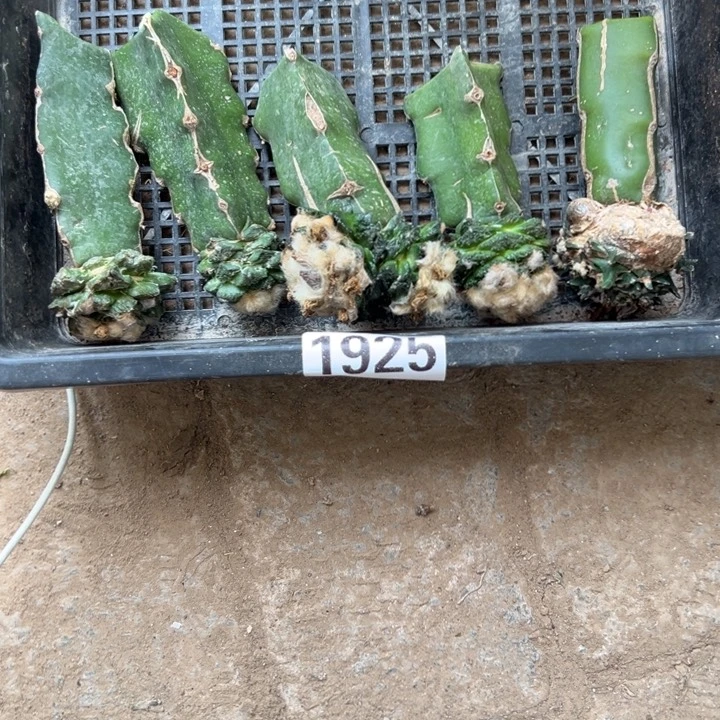 苗接牡丹仙人球组合1925号