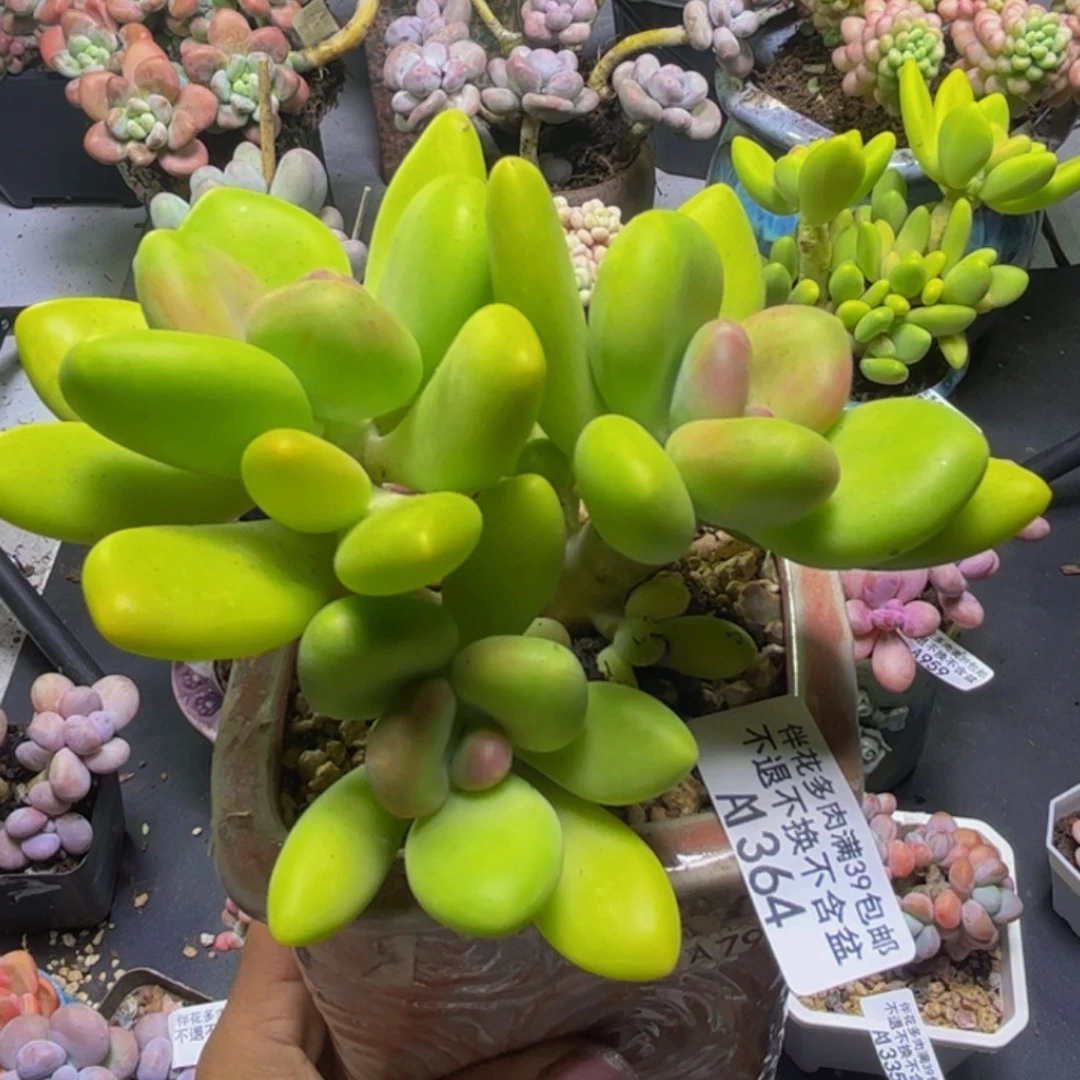 芒果奶酪364/12cm多肉