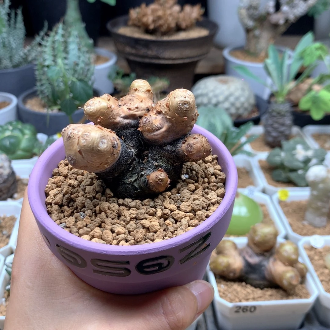 辰***蛰格加厚敦菊母本脱土脱土