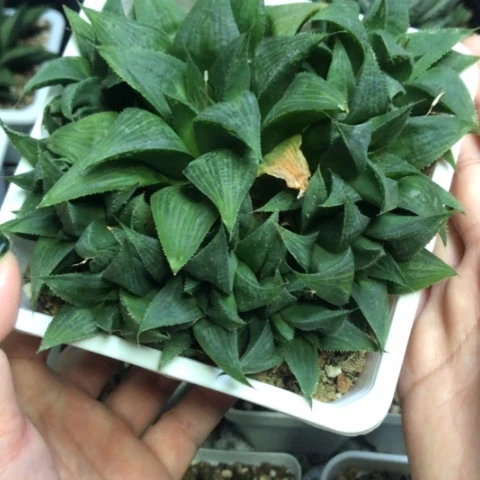 芭提雅寿群哈哈哈哈哈哈