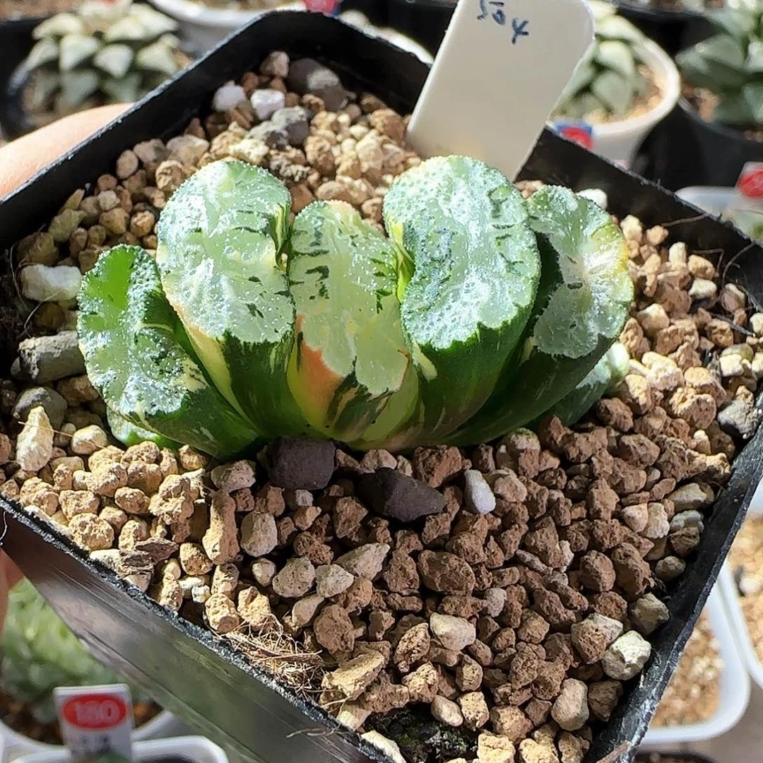 504号非组北斋玉扇锦一物一拍带盆