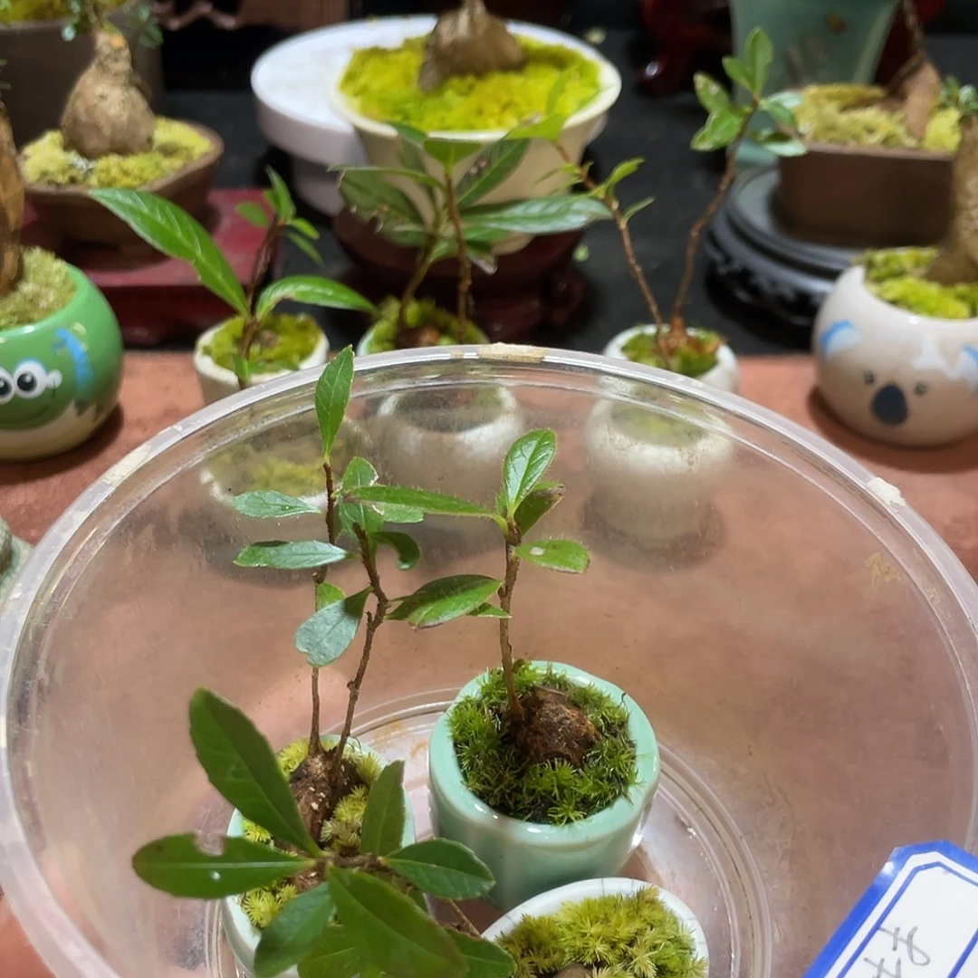 无花朵五翅梅一物一拍10元