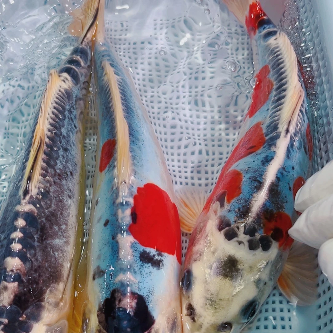 锦鲤锦鲤冷水鱼观赏150