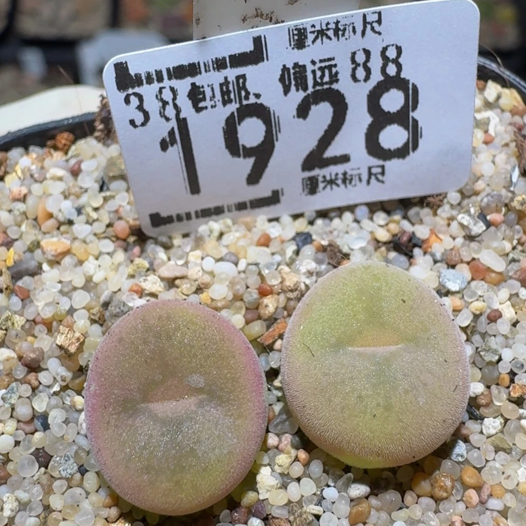 zzzz精品生石花肉锥1928