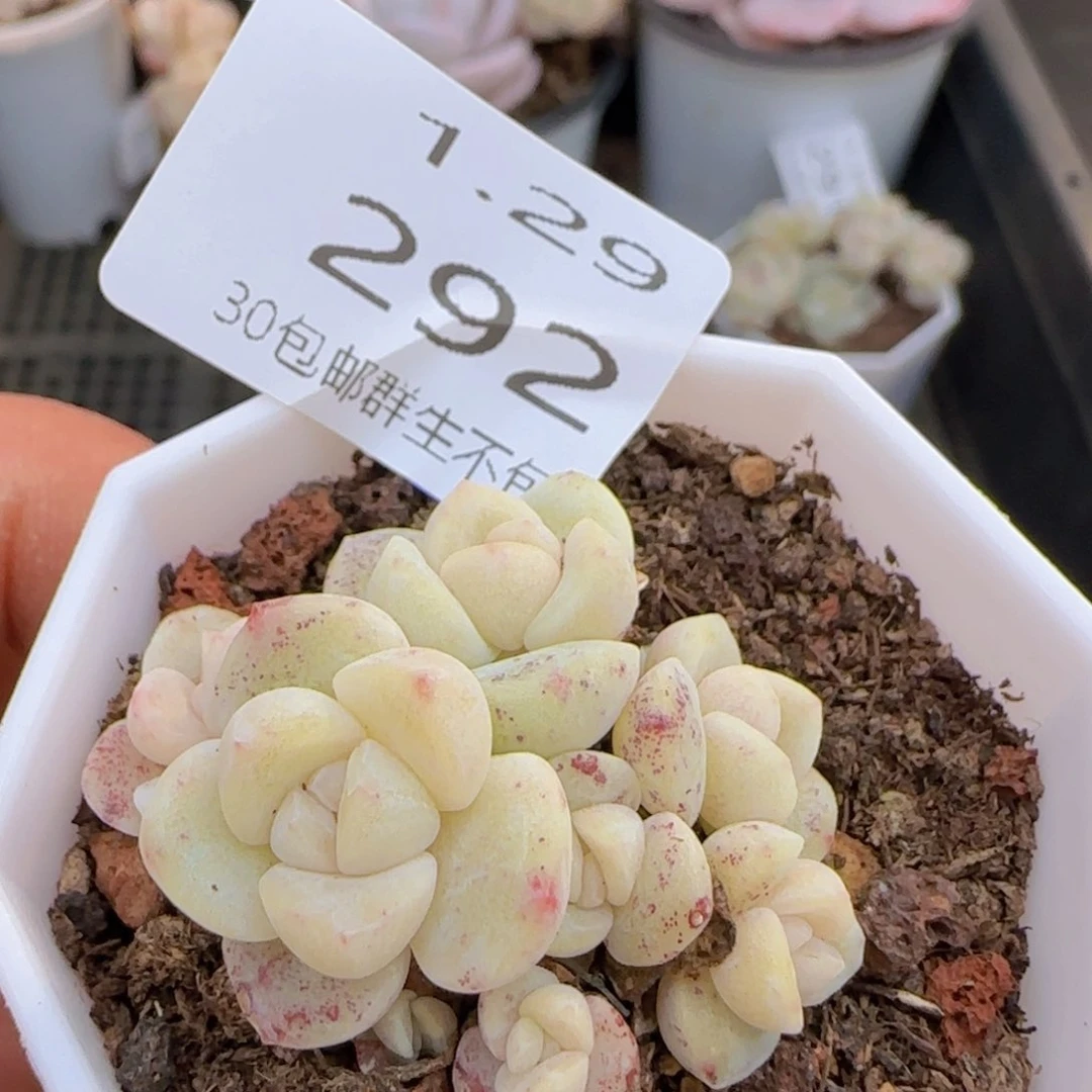 八头冰玉小脸群一颗脱土