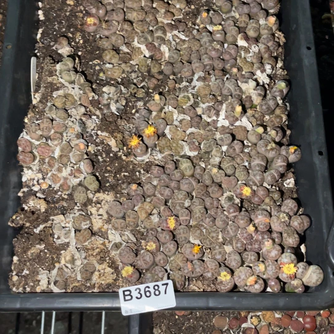 君***n3687福利筐1不售后