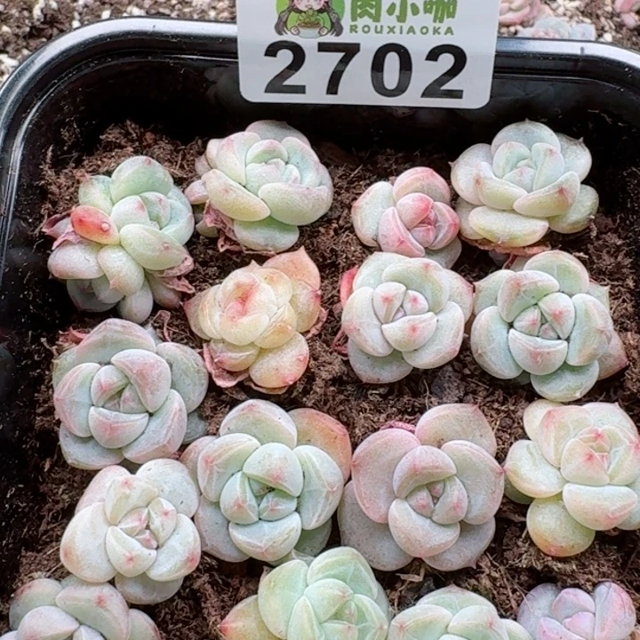 原****啊多肉植物多肉植物