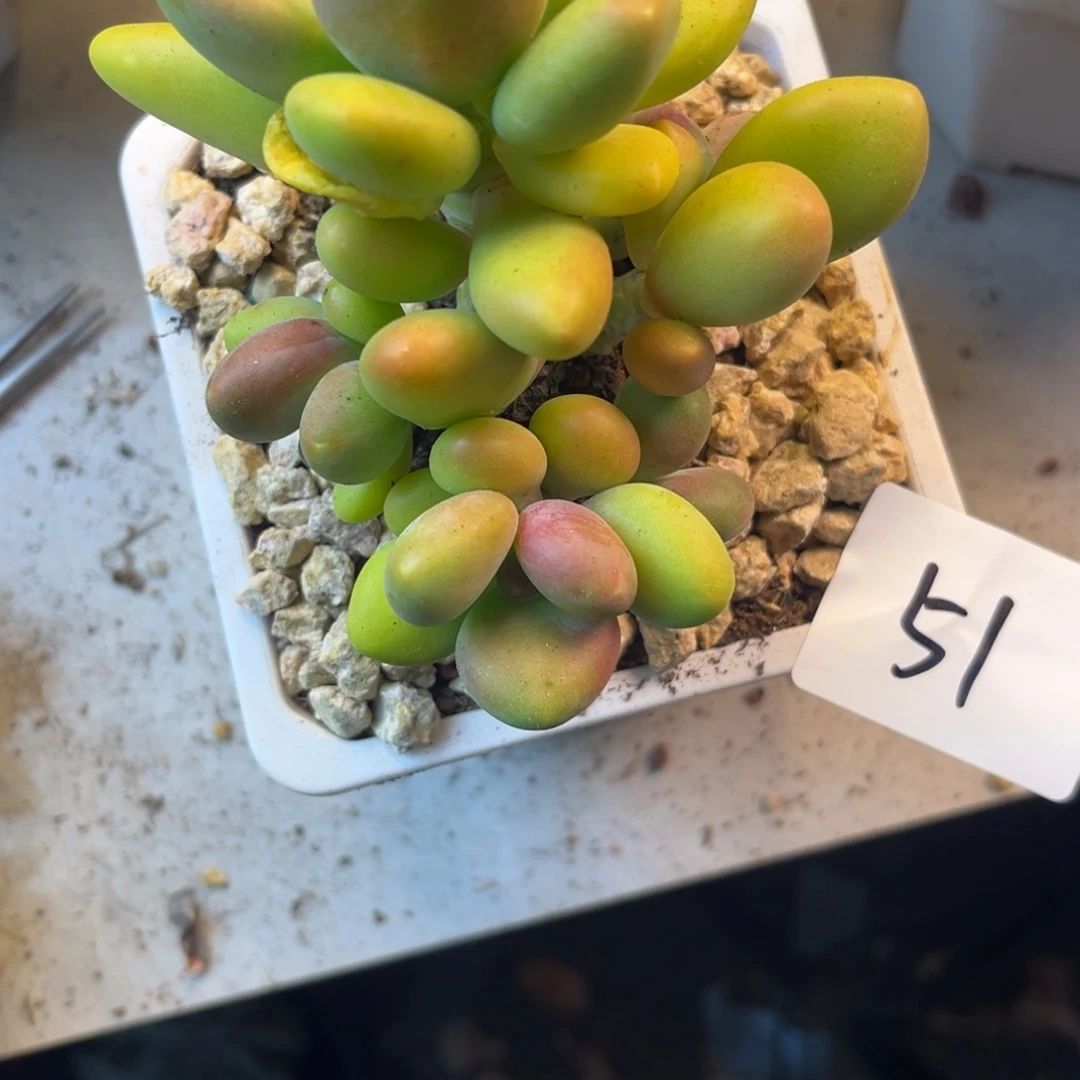 生***朗11.16-51芒果奶小群