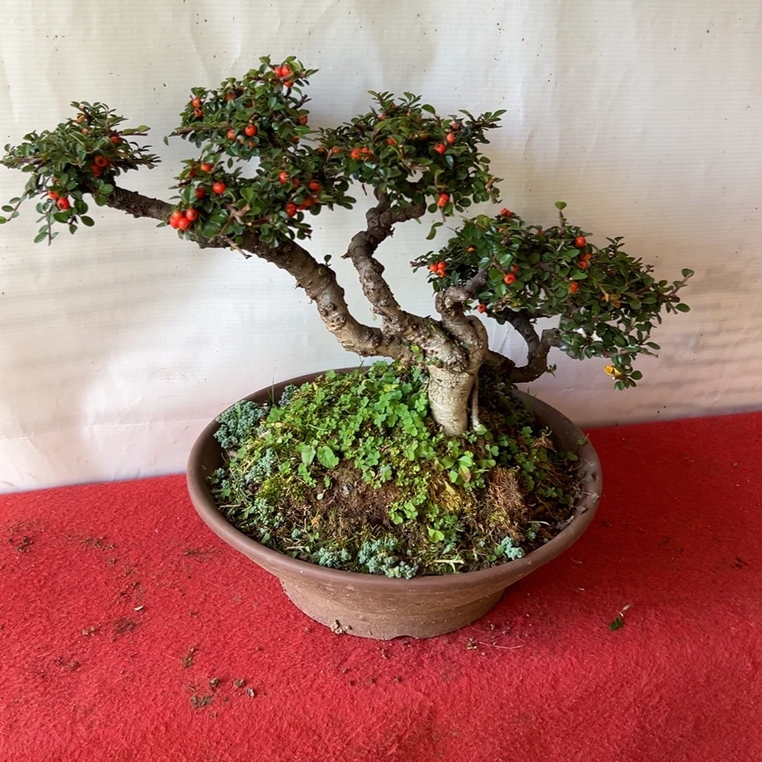 红花米叶珍珠大果荀子，开粉花挂粉果，秋天赏叶冬天赏果一年赏四景