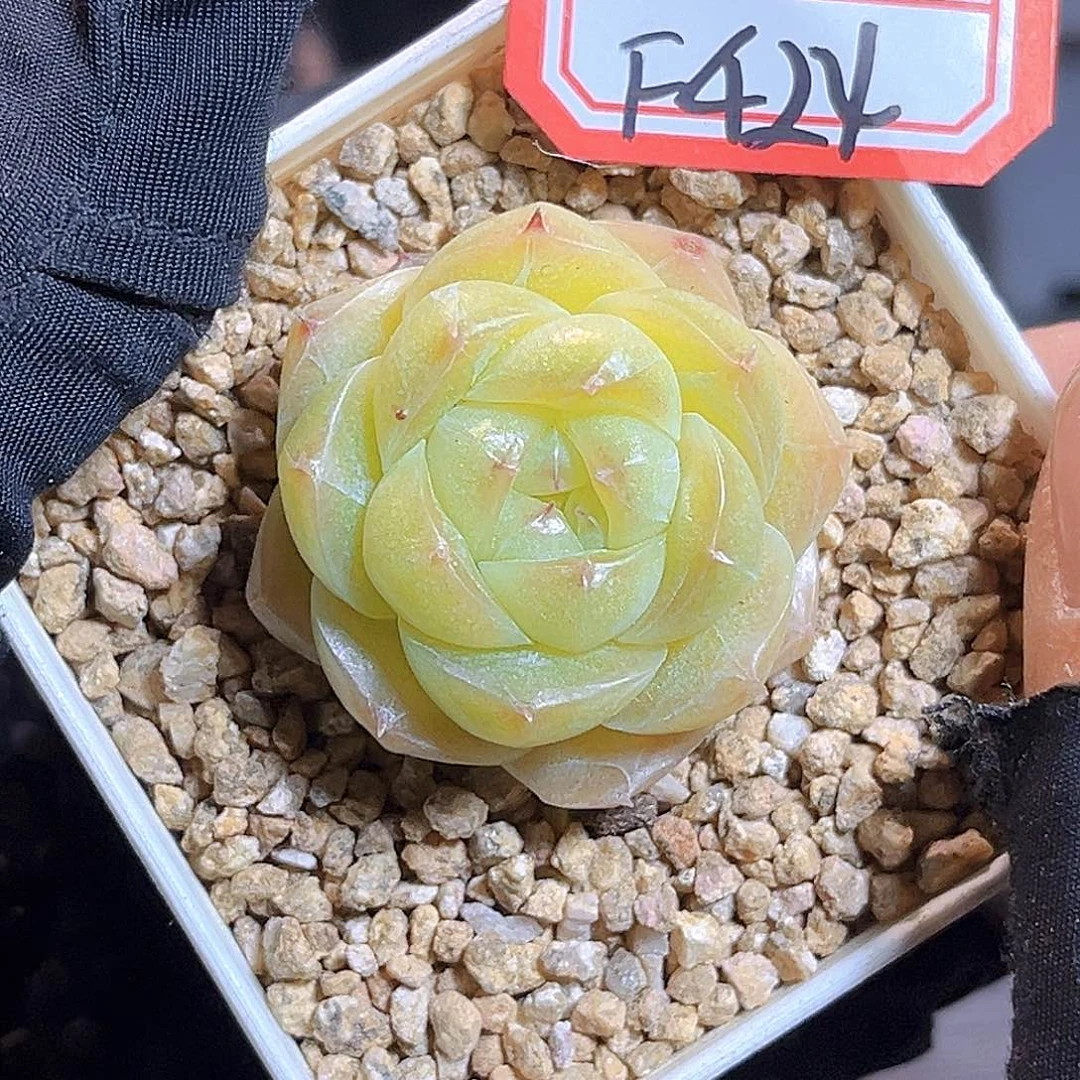 F424一物一拍 夏末精控