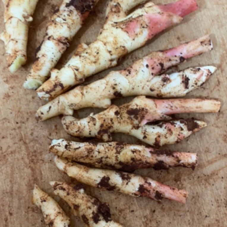 脆嫩鲜香姜芽子抢购哦！超嫩！仔姜