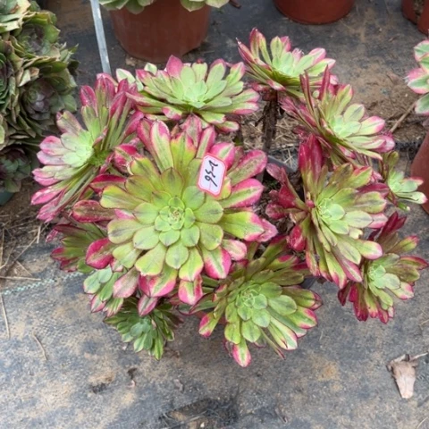 2-36祝融处理不售后多肉