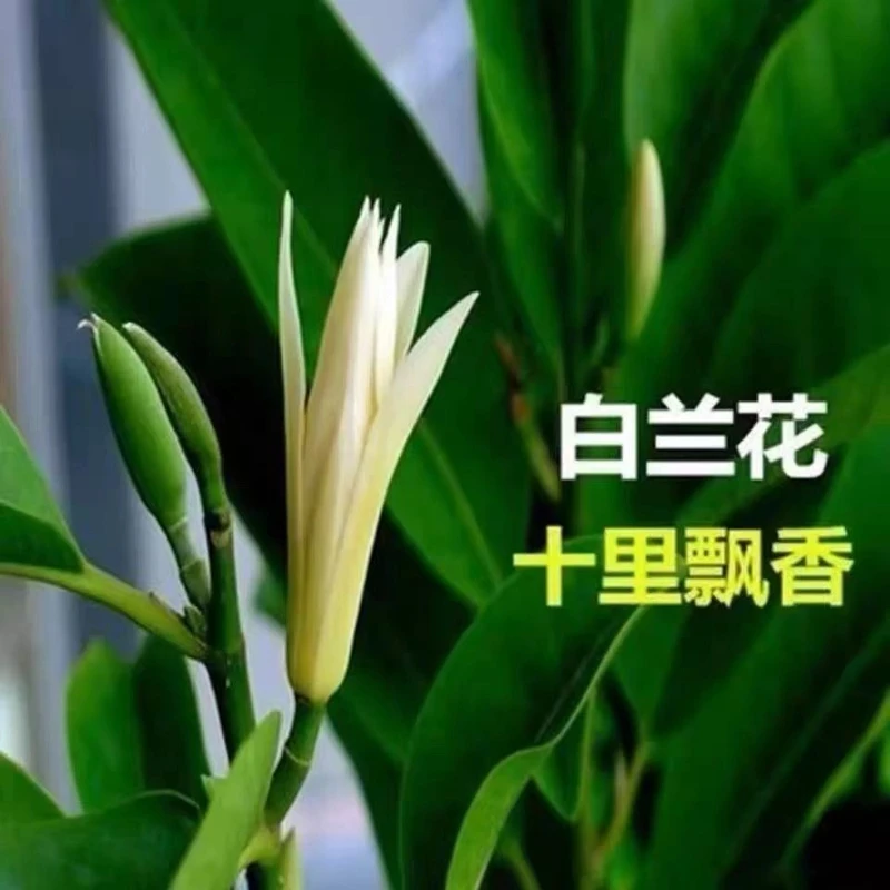 正宗嫁接白兰花盆栽白黄兰树苗四季开花大苗庭院阳台植物室内浓香