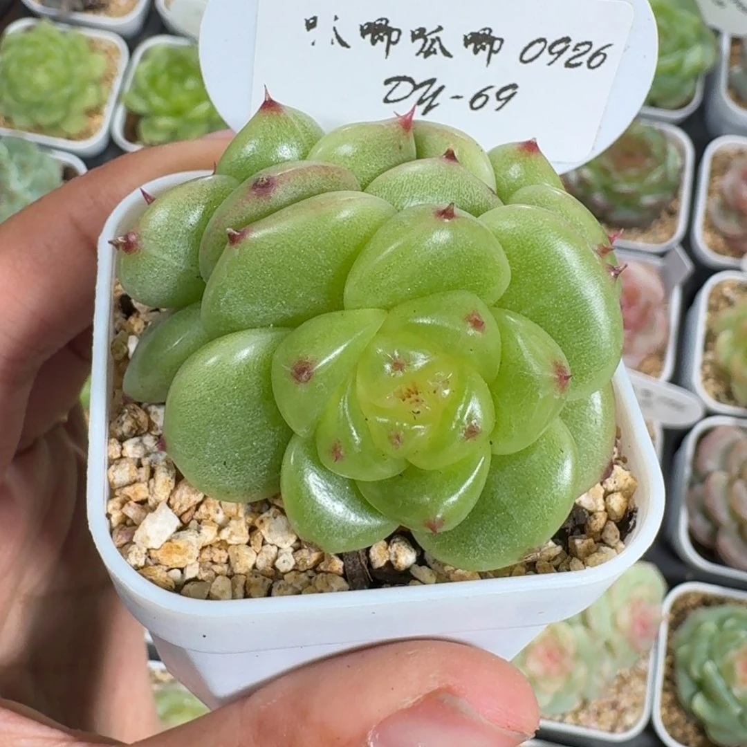 0926-069-宝拉珍妮
