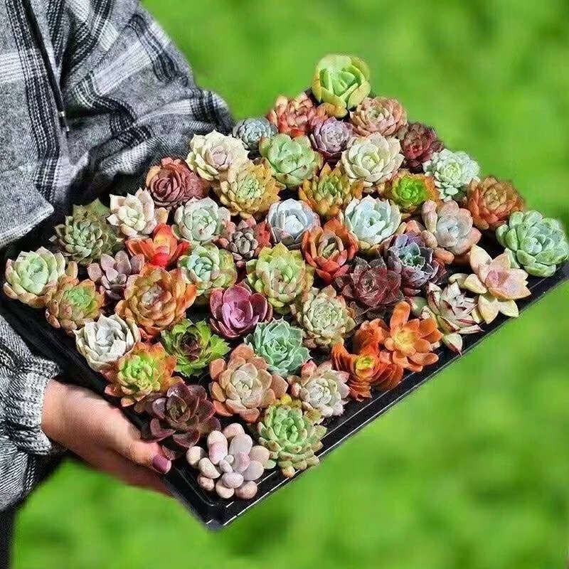 18颗多肉植物新手套餐小盆栽带土好养活动植物