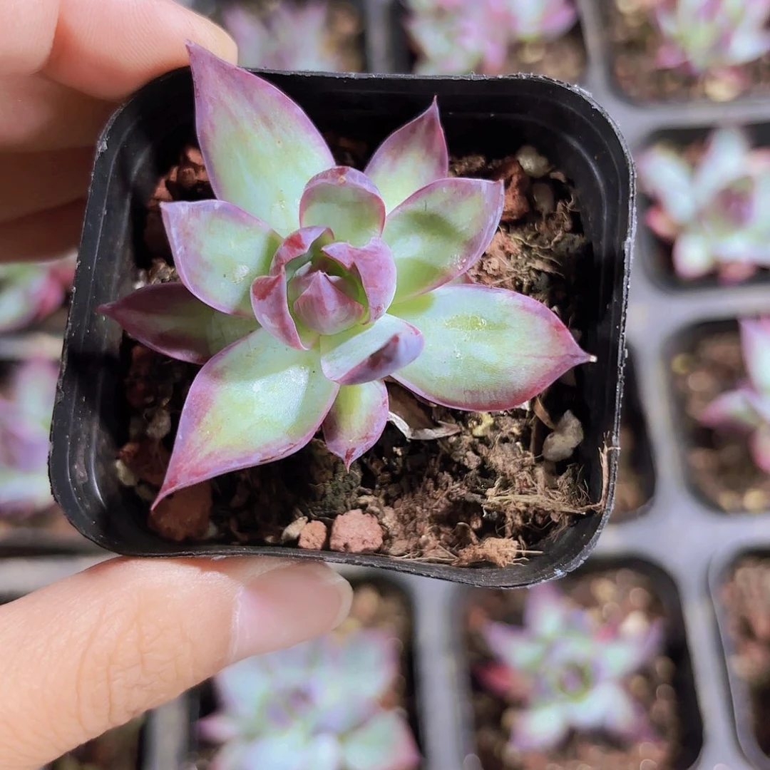 精品惊鸿仙子多肉植物