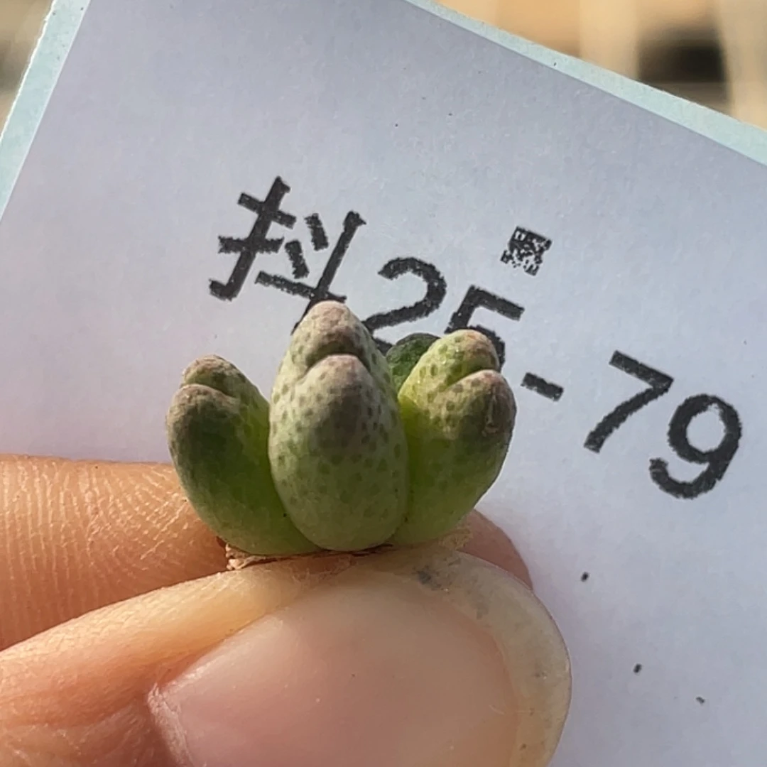 25-79斑马955d肉锥