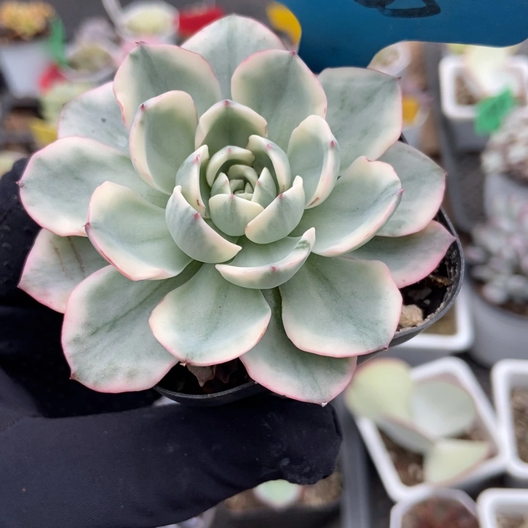 7065黄桃锦多肉植物