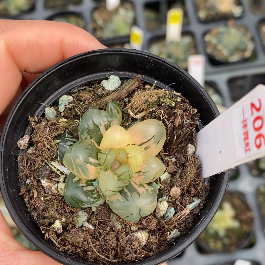 不开花植物206水中月