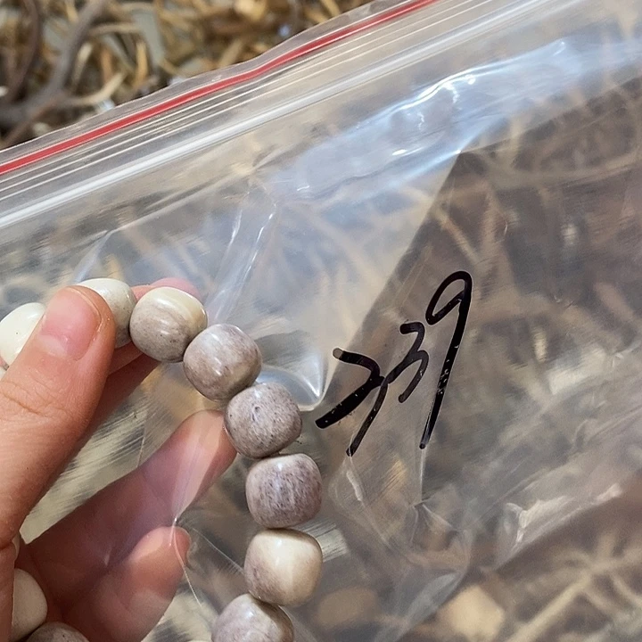 *****非金属鹿角鹿角鹿角