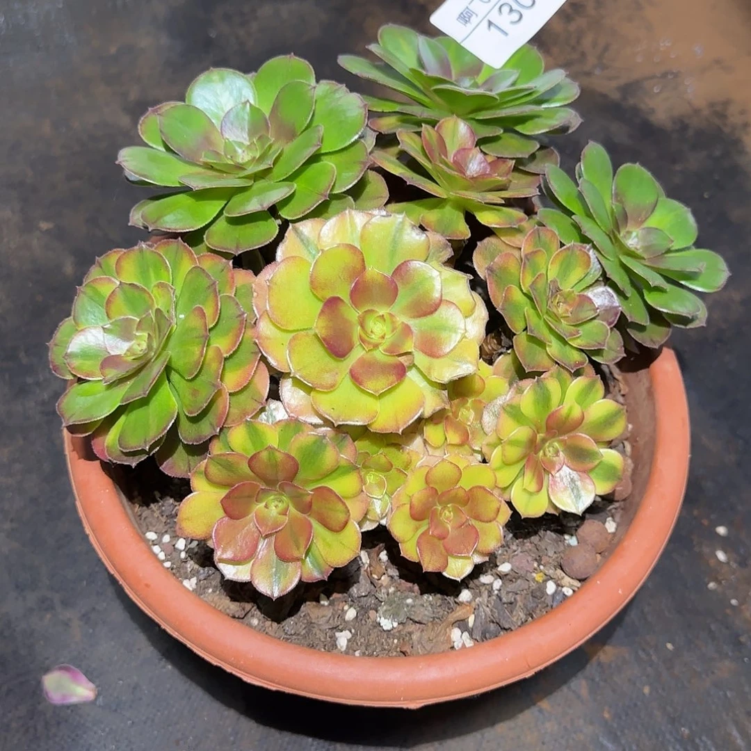 130多肉 霓虹法师福利