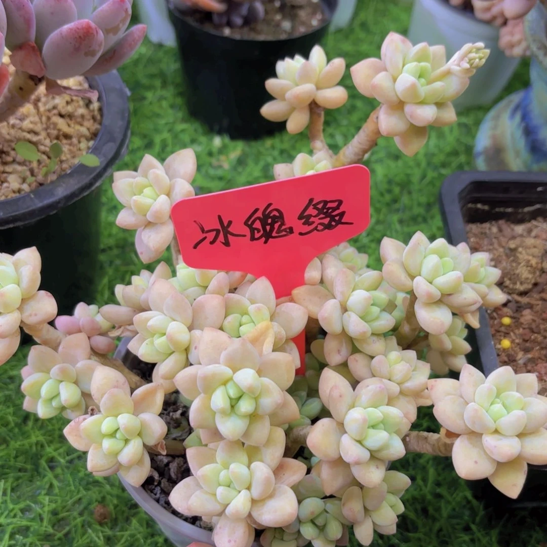 小***头我的小可爱小可爱们都好可爱