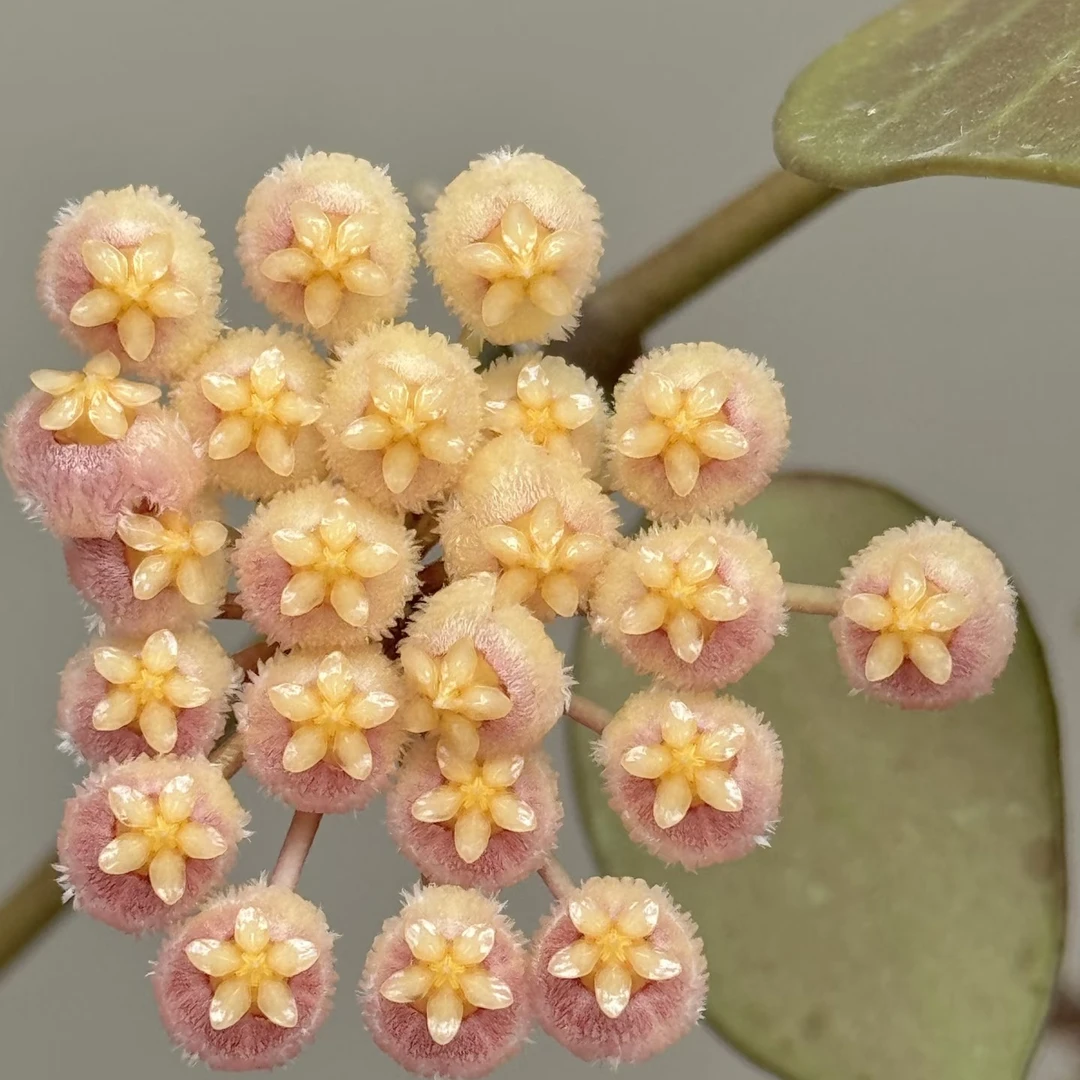 【苏奈球兰】会变色适合新手养护办公室客厅观叶观花