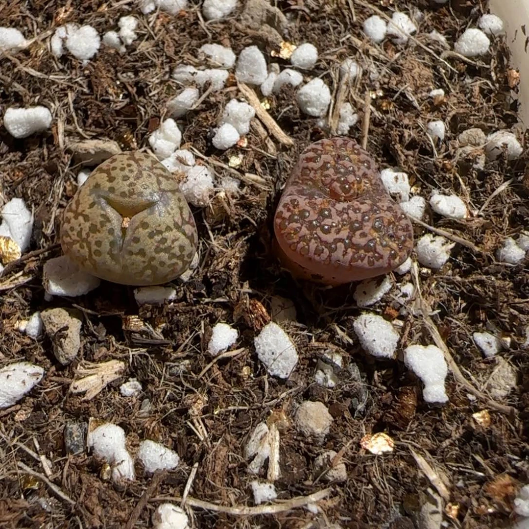 肉锥多肉植物组合-勋章一盆216