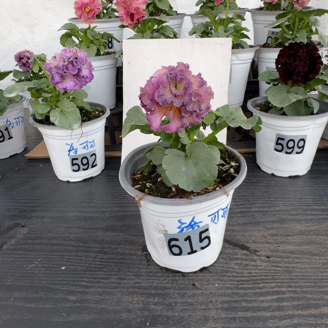 全部花朵615号洛可可