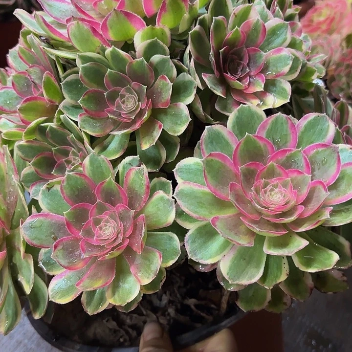 多肉植物福利933个