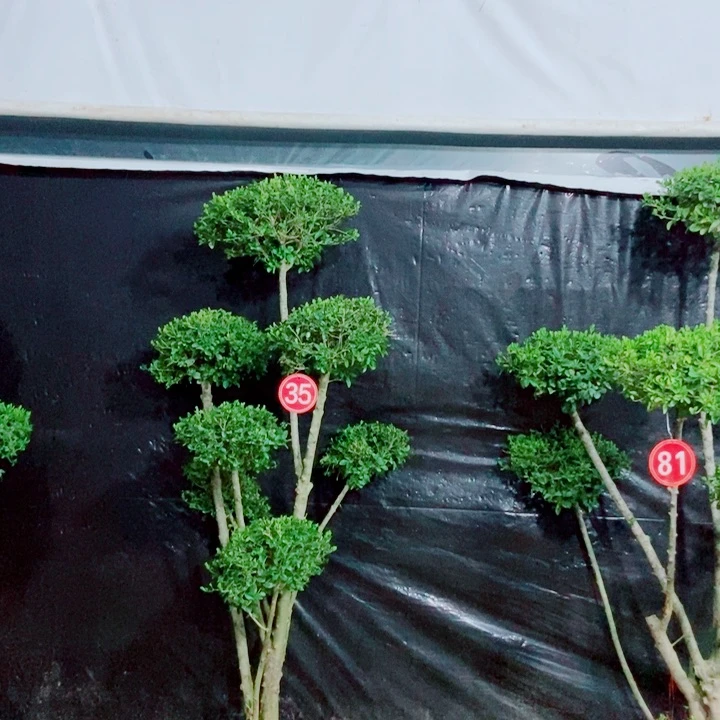 一物一拍 一物一拍