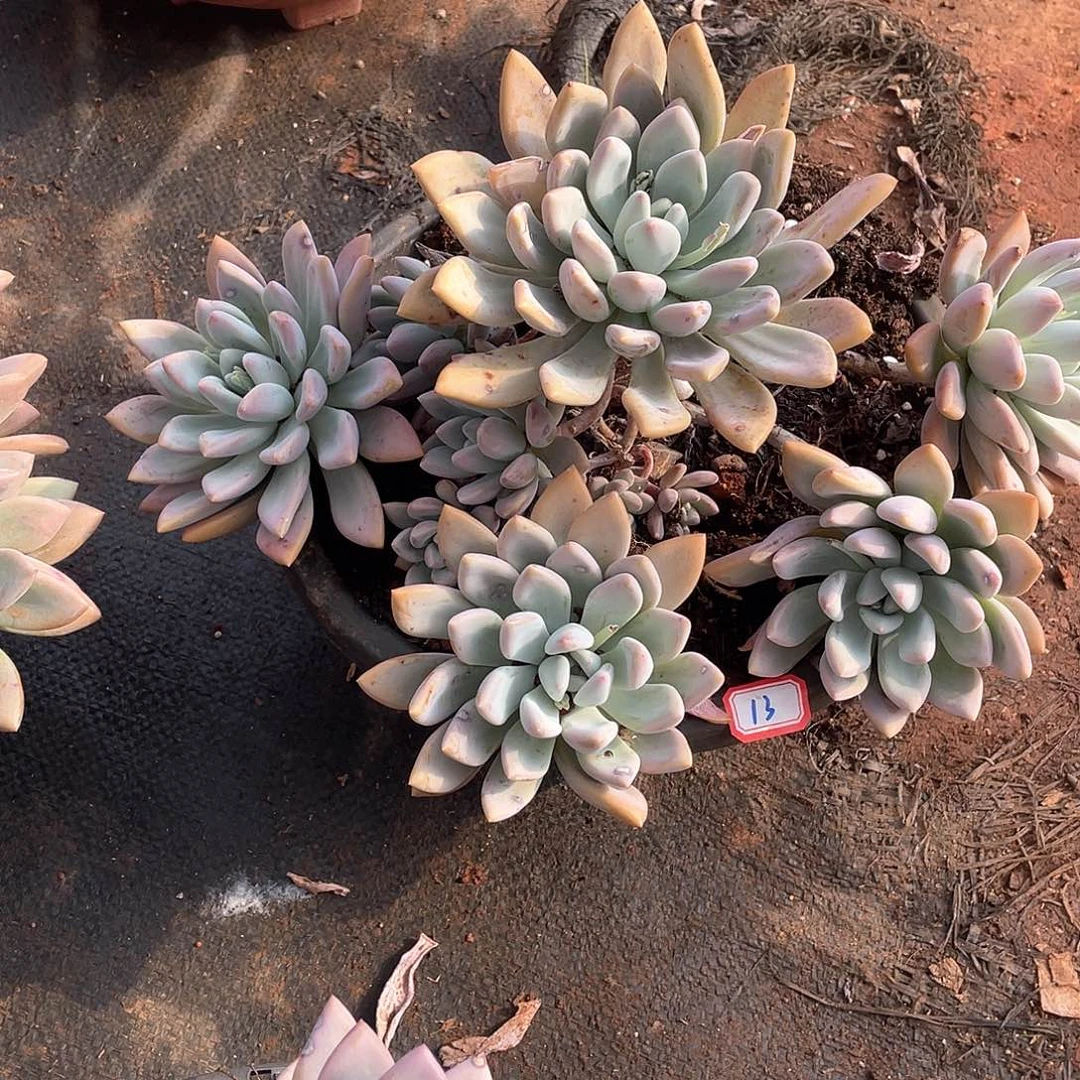 艳****i13奥普 一物一拍多肉