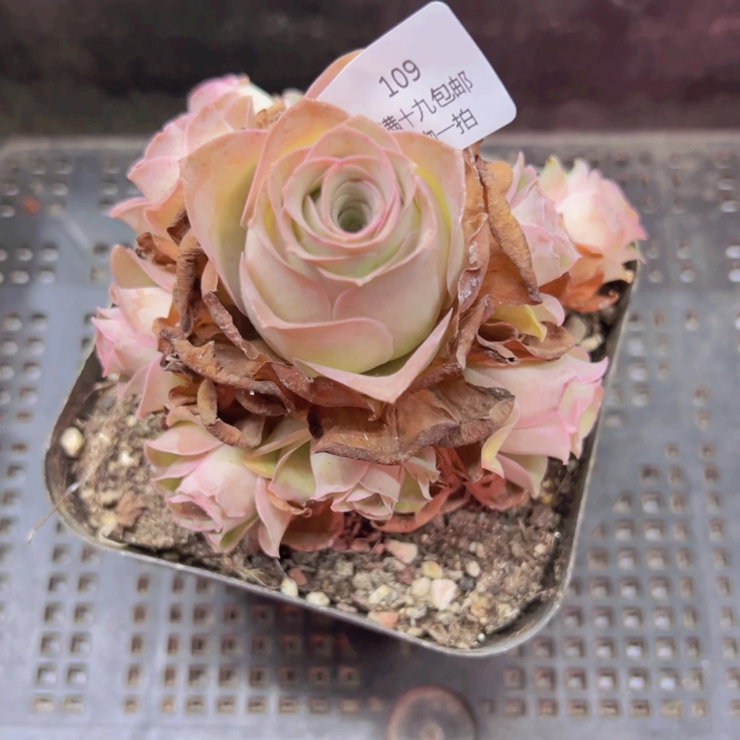 109 侧牙掉了不包损无售后