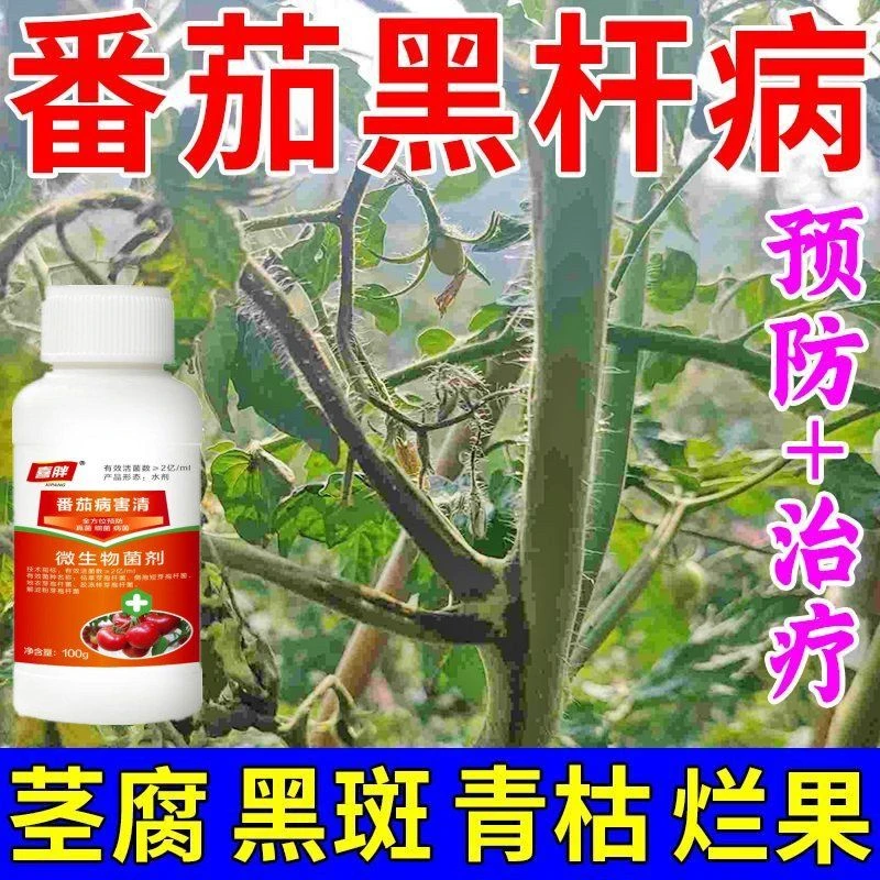 西红柿黑杆病番茄病全治黑胫病早晚疫病灰霉炭疽枯萎复合肥