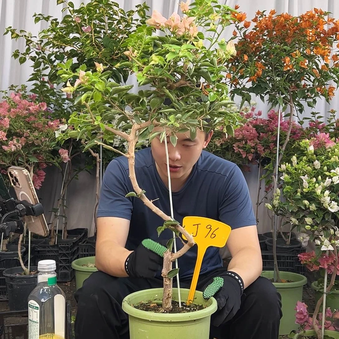 七***@当前无花栽培后可以开花J96所罗门