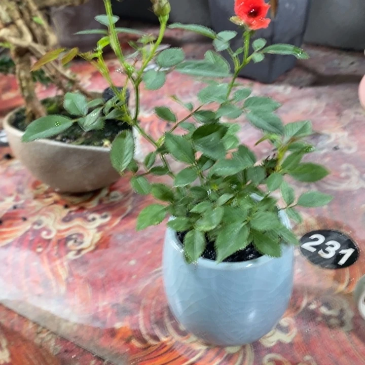 芯***依无花朵退款拉黑拉黑28