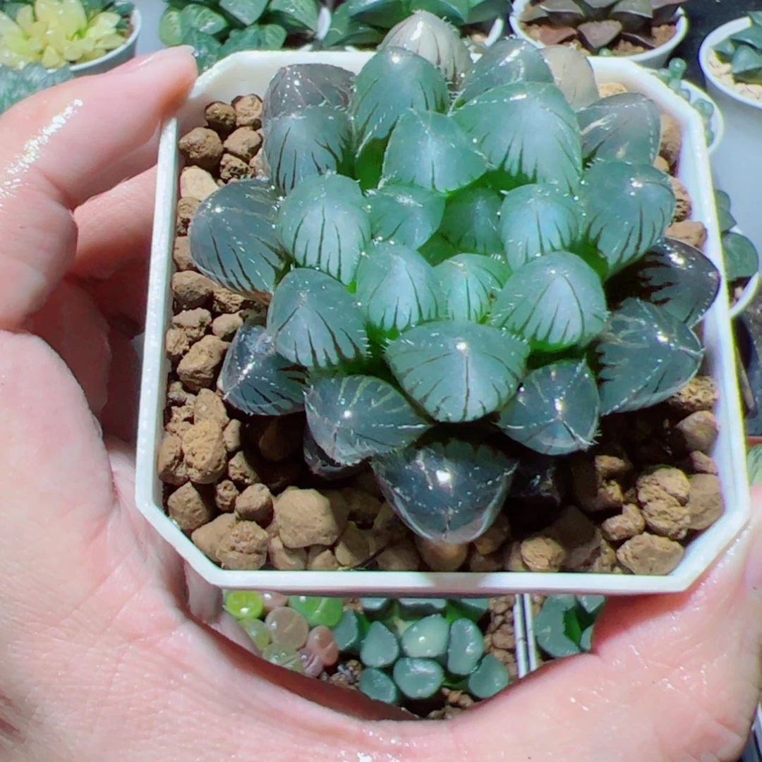 【闪购商品】紫镜玉露