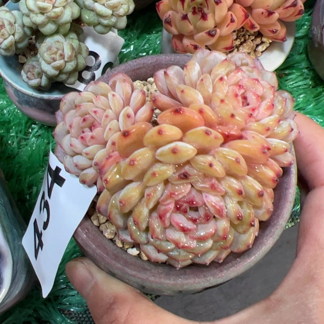 434满38包邮一物一拍