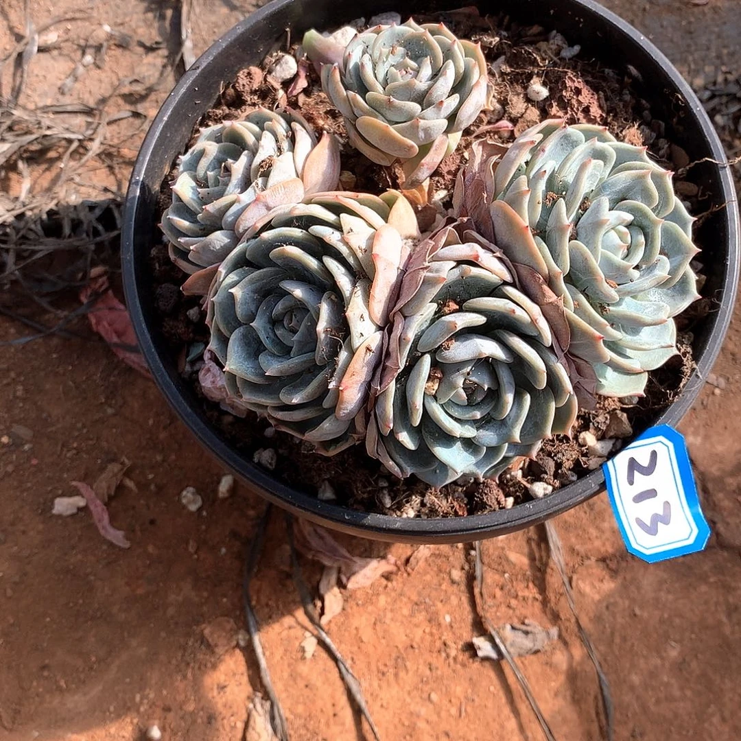 213老林 一物一拍多肉