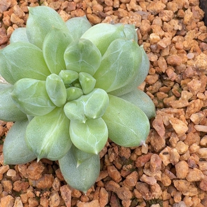 青梨锦153多肉植物