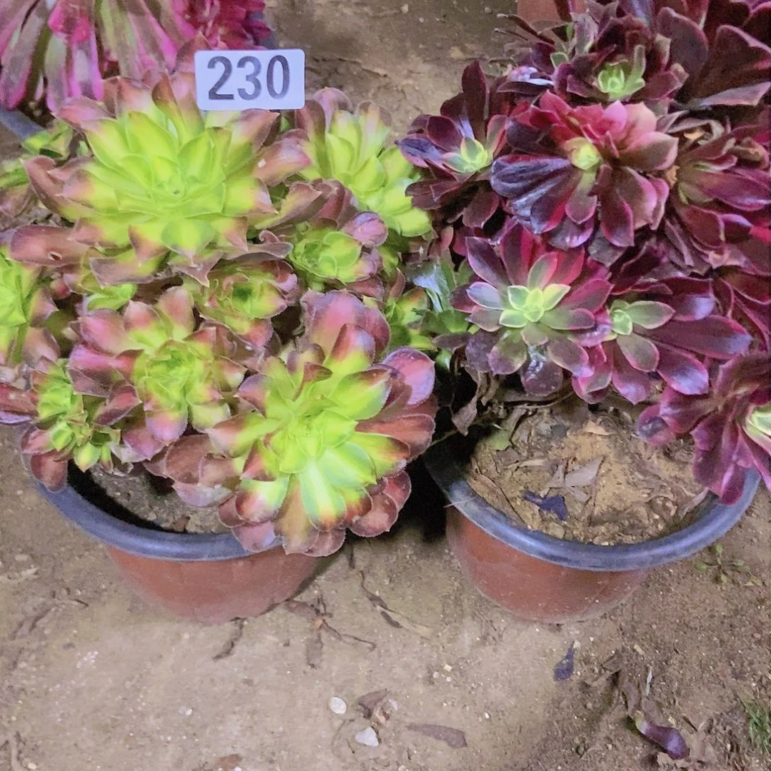 230两个老庄朵朵特价不周正有