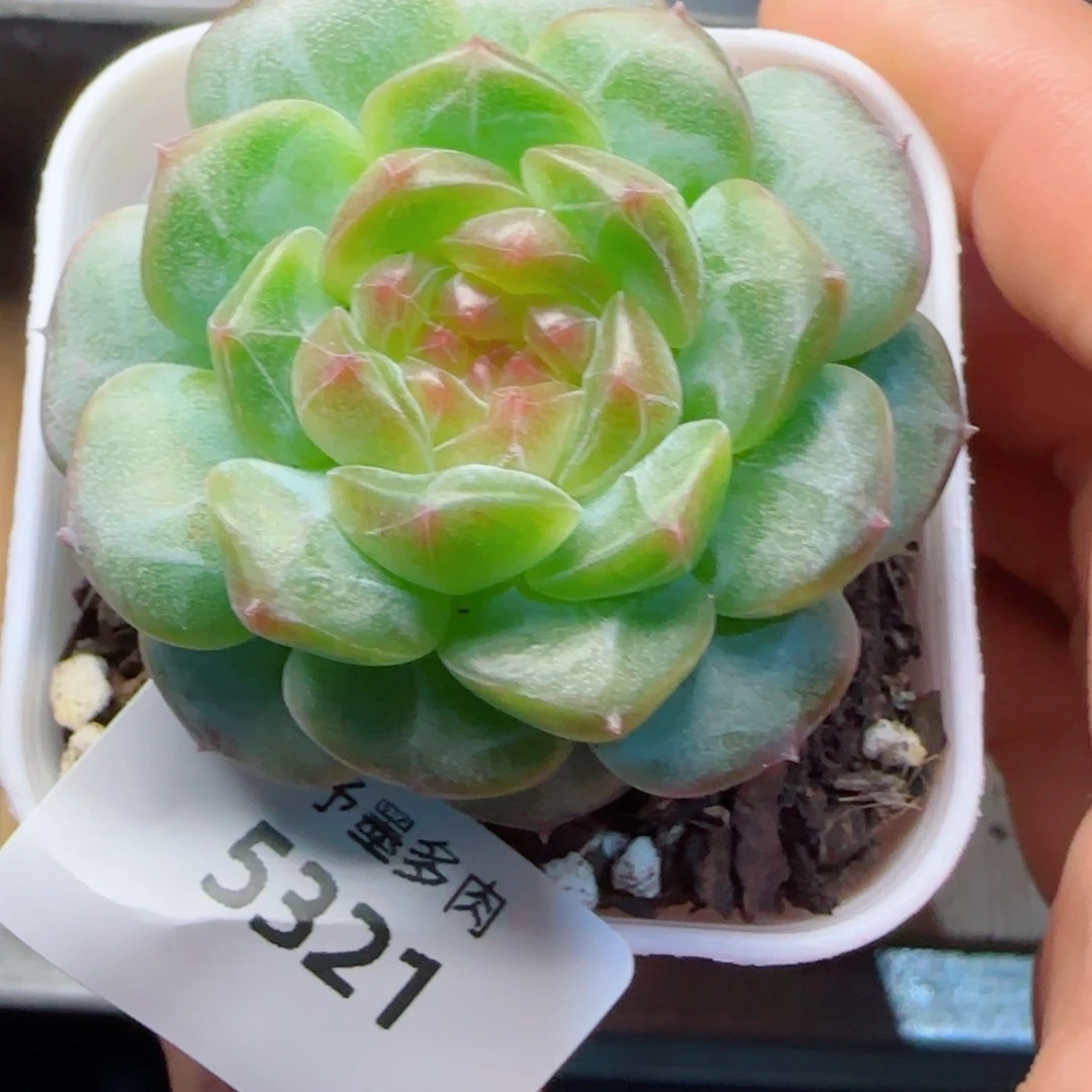 星空幻影，5321多肉植物
