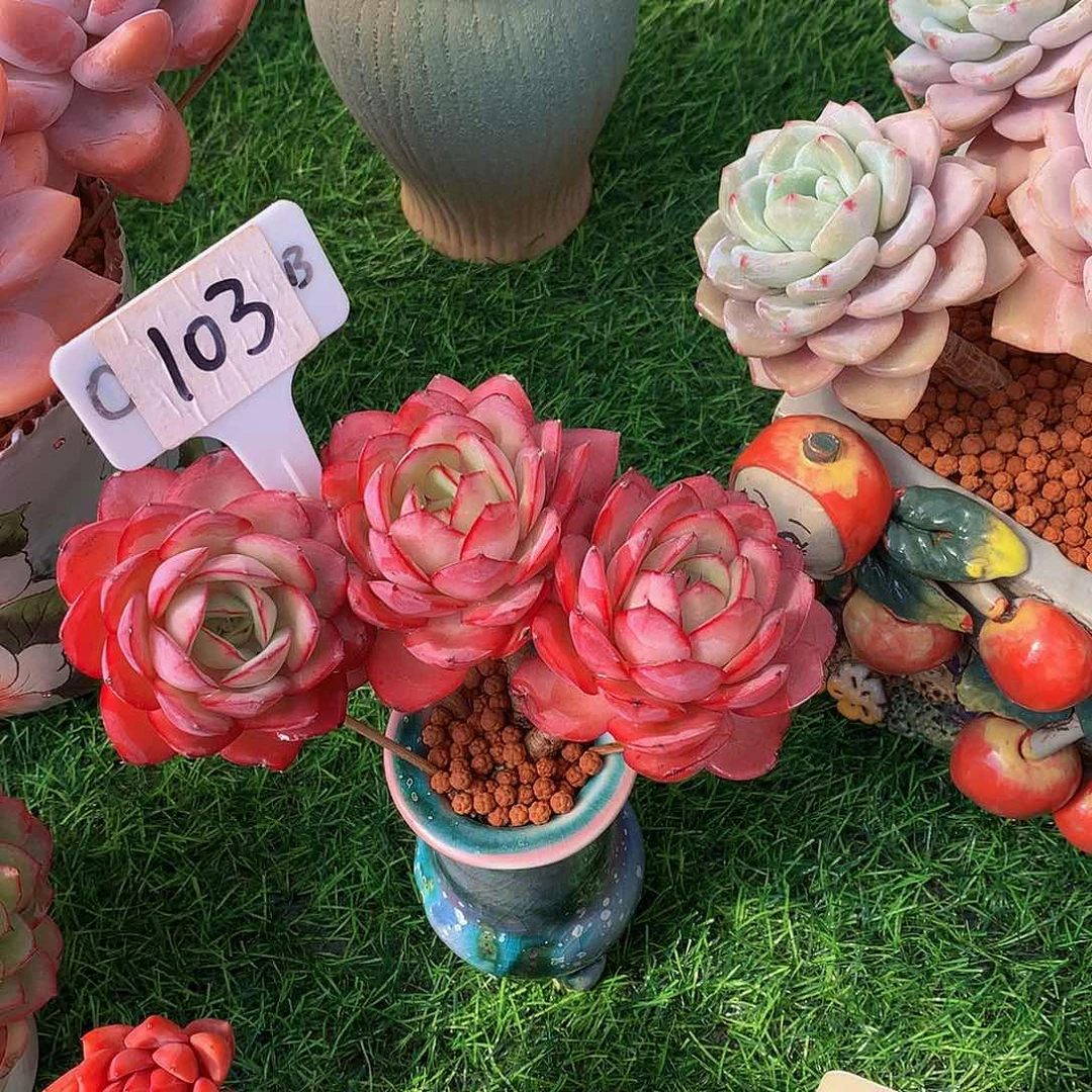 华****金牡丹亭多肉植物6263673