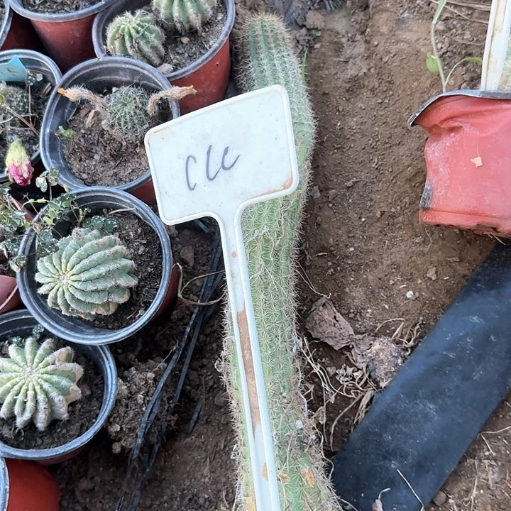黄***产Ccc毛花柱20得瑕疵球20
