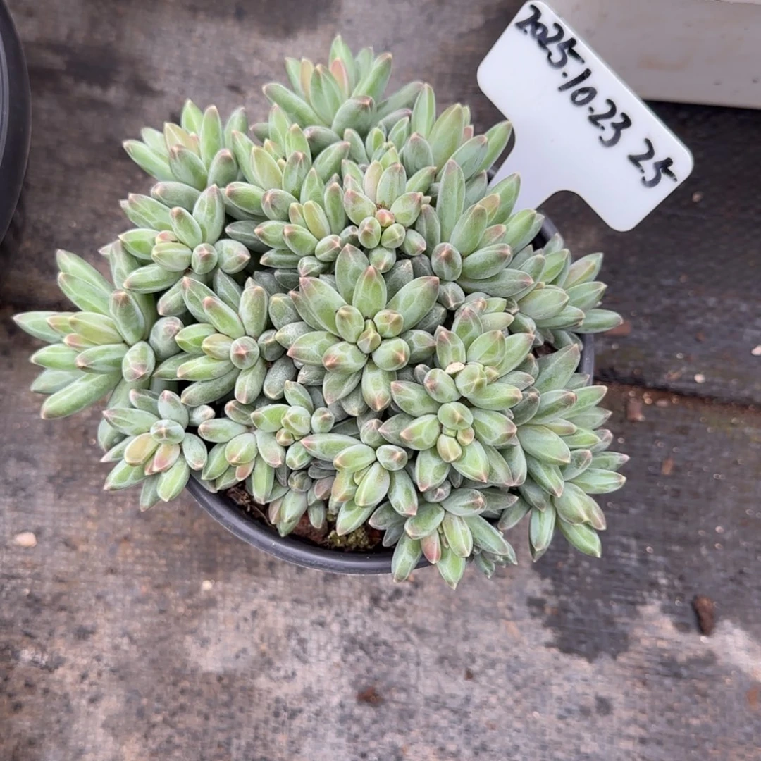 一物一拍伊卡鲁斯25