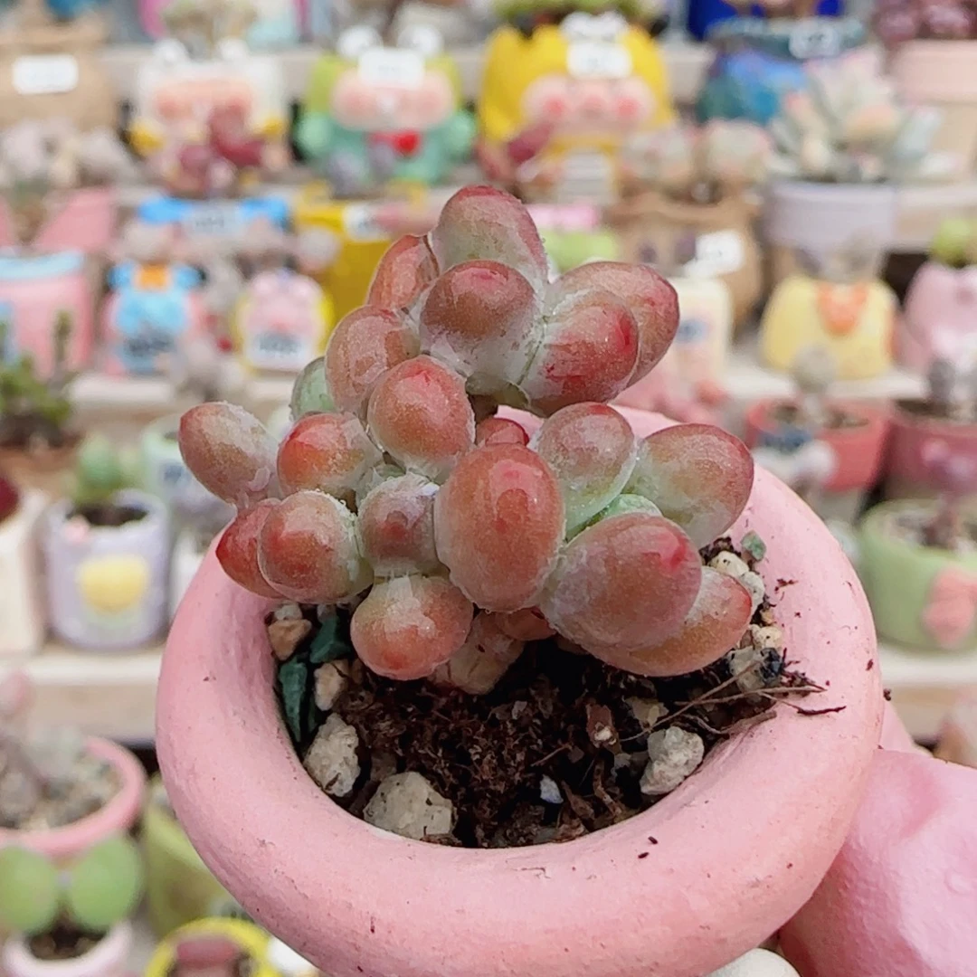 小樱花奶 盆口2.5cm