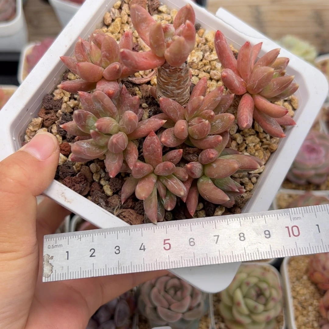 258 多肉植物组合盆栽