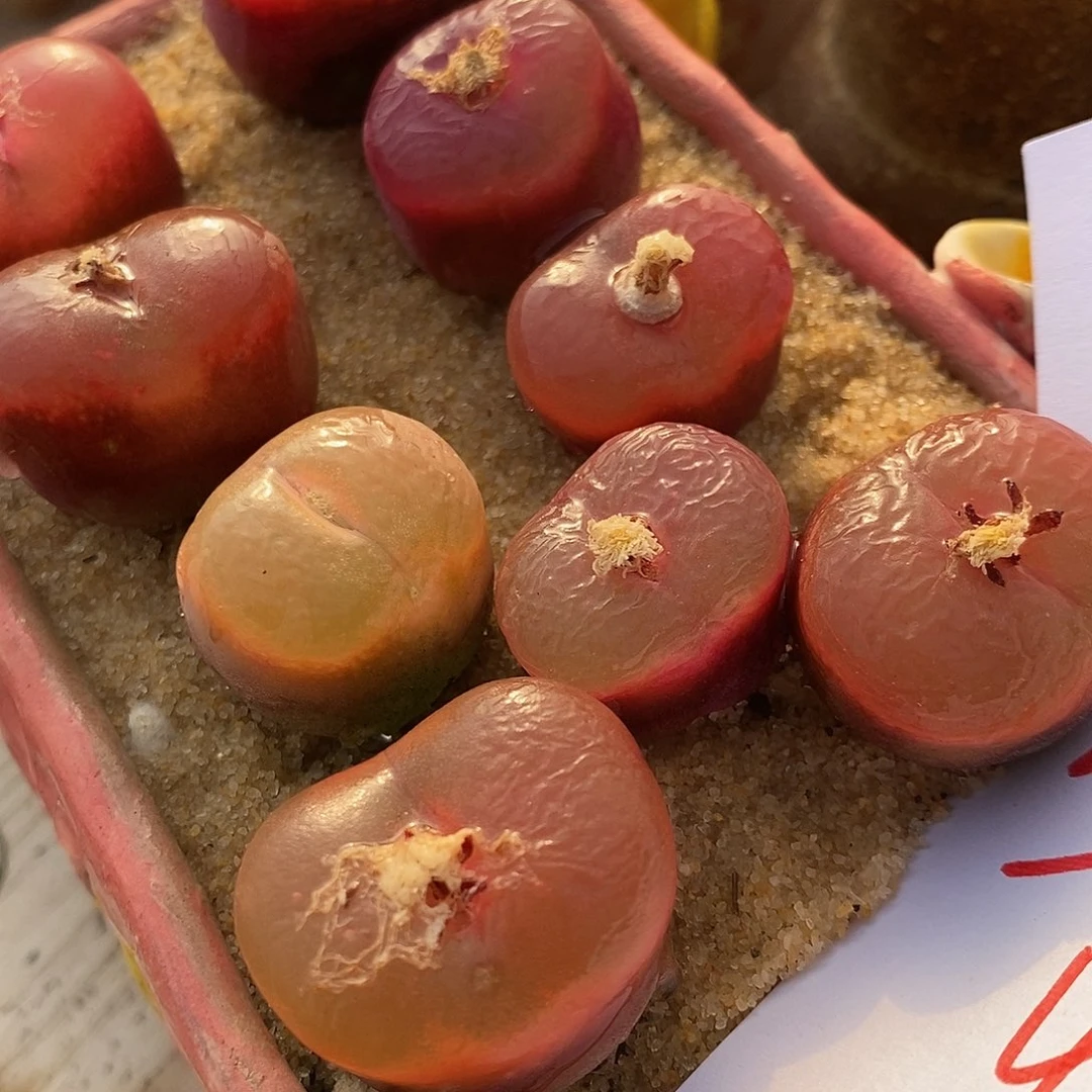 2752冰魄母本一组。